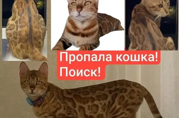 Кошки потеряшки, Курганинск, фото: Потеряшка кошка, Курганинск - леопардовый окрас и грациозное телосложение