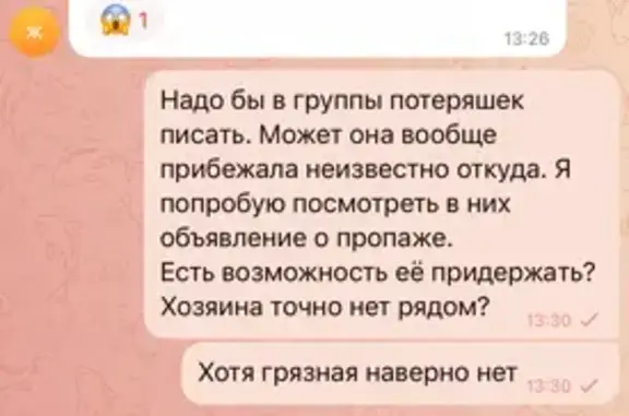 Объявления о пропавших и найденных животных, Выборг, фото: Найдена собака, «Скандинавия», Выборг — без ошейника