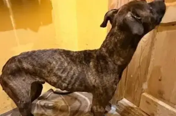 Объявления о пропавших и найденных животных, Люберцы, фото: Найдена собака, Люберцы, Московская область — истощённая, кастрирована, похожа на стаффа