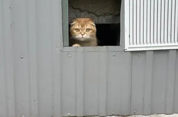 Найденные животные Ульяновск, фото: Найдена кошка, Димитровградское шоссе, Ульяновск — рыжая, породистая