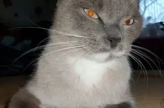 Пропала кошка, 12А, Старый Оскол, Старый Оскол — окрас под сиамскую, голубые глаза - photo