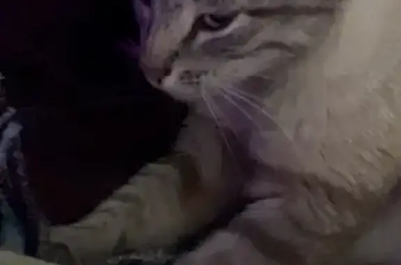 Пропала кошка, Октябрьская улица, 4, Старая Каменка — голубые глаза, трёхцветная - photo