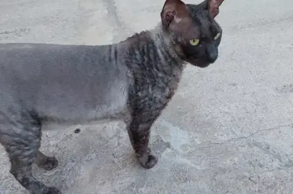 Пропала кошка, Дровяная улица, Кострома - photo