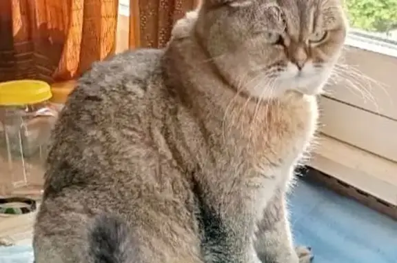 Пропала кошка, Красный Яр, Новосибирская область — на шее серый ошейник - photo