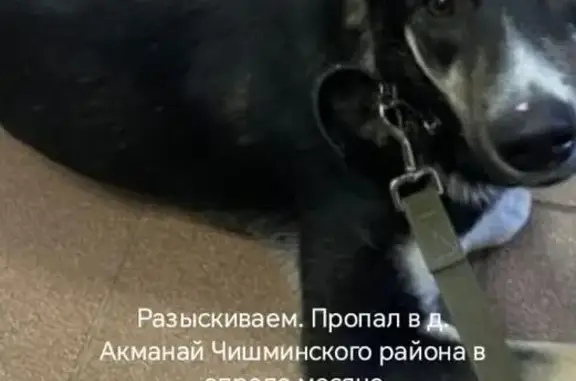 Пропала собака, Революционная улица, Чишмы — кобель, овчарки того типа, с голубой биркой в ухе - photo