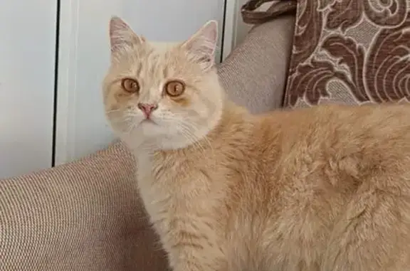 Найдена кошка, Должанская, фото: Найдена кошка, Лесная улица, Должанская — очень ласковая, глаза золотые, молоденькая