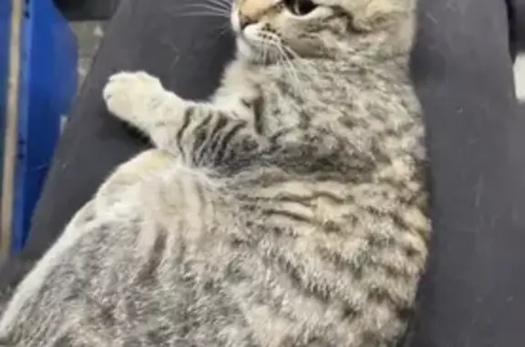 Пропала кошка, Локомотивная улица, 2, Кострома — пугливая, не идёт на контакт - photo