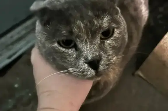 Найдена кошка, Ростов-на-Дону, фото: Найдена кошка, улица Зорге, 54, Ростов-на-Дону — беременная шотландская вислоухая, жутко напугана