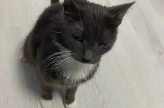 Найдена кошка, Новое Девяткино, фото: Найдена кошка, Лесная улица, 2, Новое Девяткино — серый котик с белыми лапками