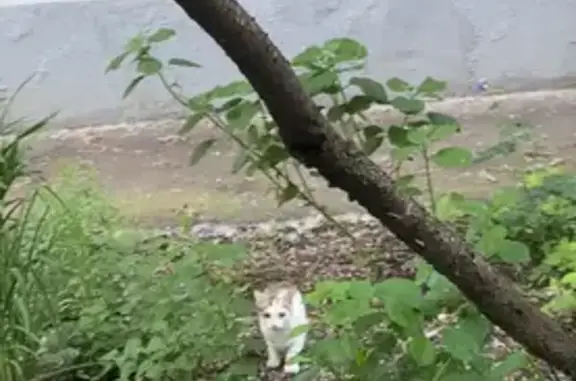 Найдена кошка, Москва, фото: Найдена кошка, улица Алябьева, 6, Москва — молодой пугливый котенок
