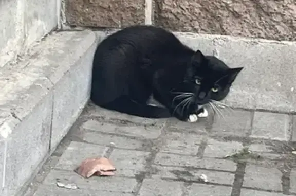 Найдена кошка, Санкт-Петербург, фото: Найдена кошка, Софийская улица, 28, Санкт-Петербург — чёрная, с белой грудкой, напугана