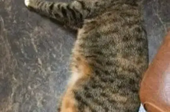 Пропала кошка, 6-я Тарусская улица, 1, Калуга — черепахового оттенка с белыми лапками и пузиком - photo