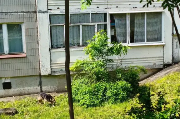 Найдена собака, Ижевск, фото: Найдена собака, улица Михайлова, 9, Ижевск — в ошейнике, повреждена задняя правая лапа