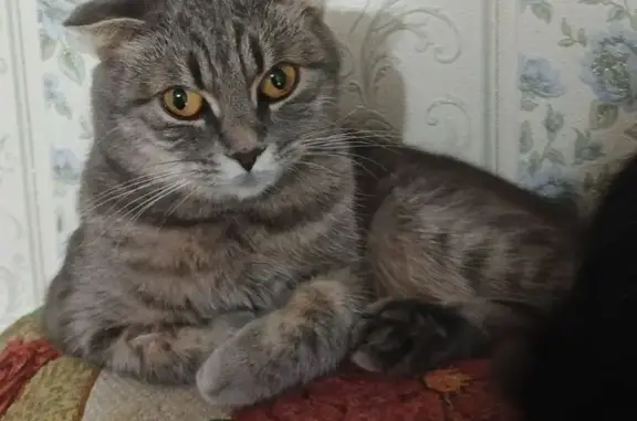 Пропала кошка, улица Красина, 14, Дятьково — шотландская вислоухая, миниатюрная - photo