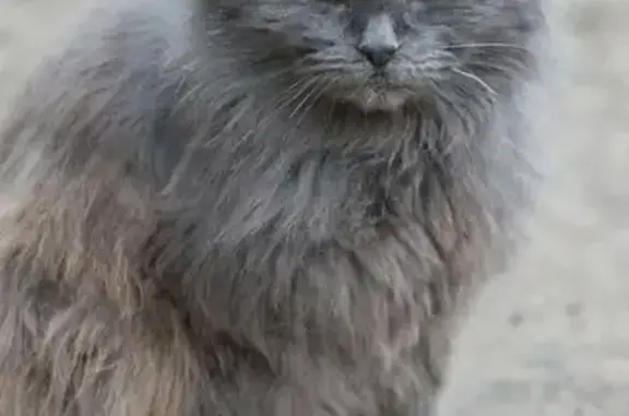 Пропала кошка, Старореченская улица, 2 к3, Рязань — пожилой кот, дезориентирован после операции - photo
