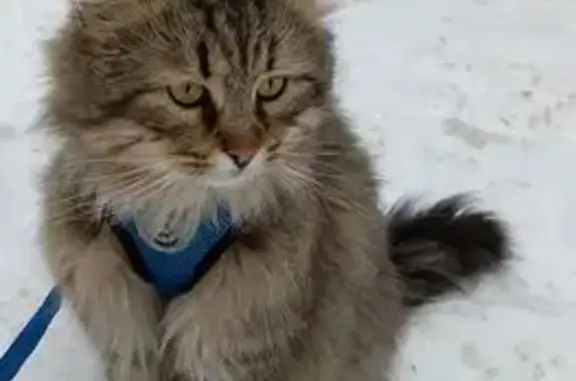 Объявления о пропавших и найденных животных, Тверь, фото: Пропала кошка, переулок Никитина, Тверь