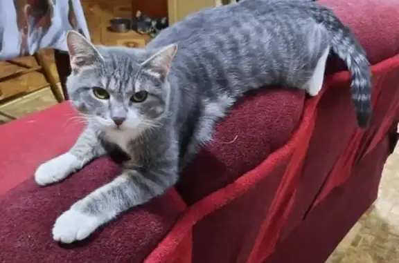 Пропала кошка, Базовый переулок, Якутск — котёнок 10 месяцев, серый в полосочку, белые носочки и гольфики - photo