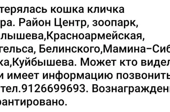 Пропала кошка, улица Малышева, Екатеринбург - photo