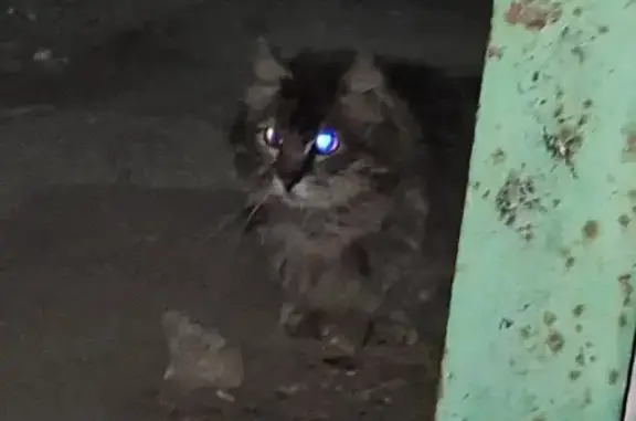 Найдена кошка, Тула, фото: Найдена кошка, Хлебная площадь, 5А, Тула — переходила дорогу, ушла в сторону Секонд Хенда