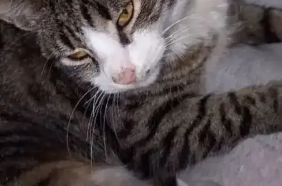 Пропала кошка, улица Матросова, 11, Афипский — коту 2 года, необычный окрас правого глаза - photo