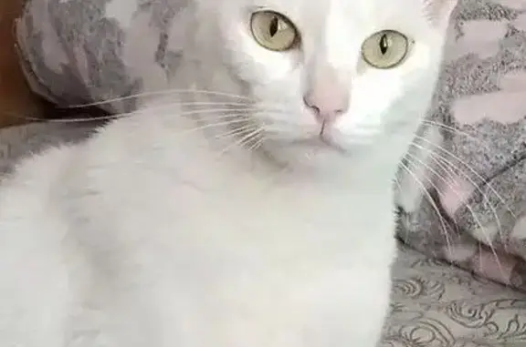 Найдена кошка, Томск, фото: Найдена кошка, Енисейская улица, 15, Томск — белая молодая, ласковая