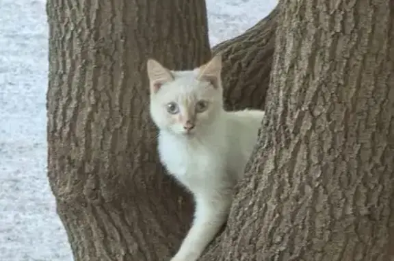 Найдена кошка, Томск, фото: Найдена кошка, Калужская улица, 17/1, Томск — маленький котёнок-мальчик