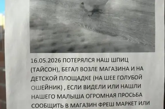 Пропала собака, улица Игоря Мерлушкина, Красногорск — светлый шпиц с голубым ошейником - photo