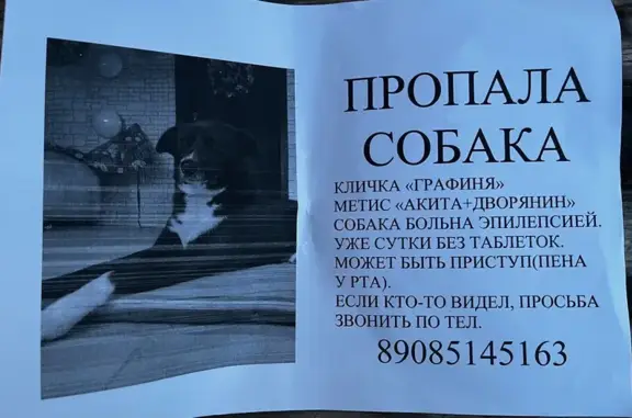 Объявления о пропавших и найденных животных, Ростов-на-Дону, фото: Пропала собака, Орбитальная улица, Ростов-на-Дону — черная с белой шеей, болеет эпилепсией
