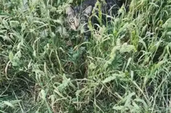 Объявления о пропавших и найденных животных, Калининград, фото: Найдена кошка, Интернациональная улица, Калининград — котёнок, девочка, трясётся
