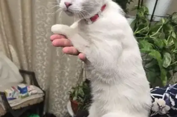 Найдена кошка, Москва, фото: Найдена кошка, Норильская улица, Москва — мальчик, примерно 6 месяцев