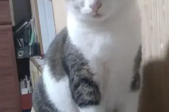 Кошки потеряшки, Анапа, фото: Потеряшка кошка, Крымская улица, 108, Анапа — толстая, небеременная, с 28 мая