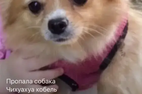Пропала собака, улица Совхоз-техникум, городской округ Пенза, Пенза — чихуахуа, кличка Хару, белая полоса на лбу - photo