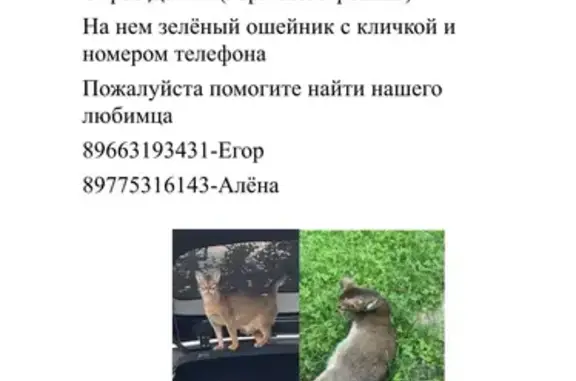 Пропала кошка, Стрелково, Клин - photo