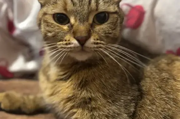 Найдена кошка, Краснотурьинск, фото: Найдена кошка, улица Ленина, 6, Краснотурьинск — возможно беременная
