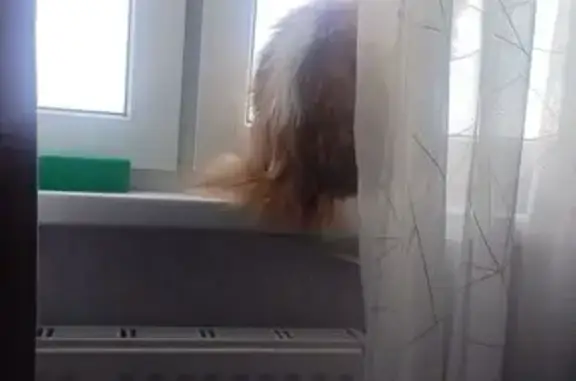 Пропала кошка, улица Юрия Дубинина, 13, Ростов-на-Дону — бело-рыжая, пушистая, на спине белое пятно в виде рыбки - photo