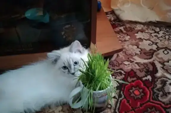 Пропала кошка, 2, Десногорск, Десногорск — белая, с серыми лапками, хвостом и мордочкой - photo