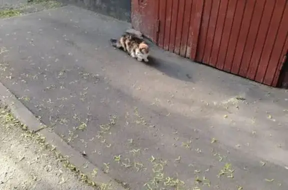 Найдена кошка, Санкт-Петербург, фото: Найдена кошка, Краснопутиловская улица, 91, Санкт-Петербург