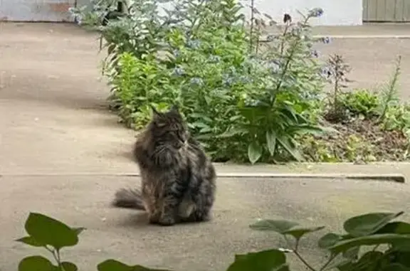 Найдена кошка, Москва, фото: Найдена кошка, Южнобутовская улица, 137, Москва