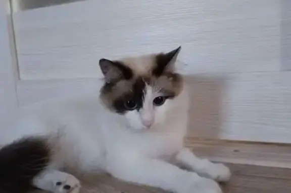 Пропала кошка, Пионерская улица, 14, Берёзовка - photo