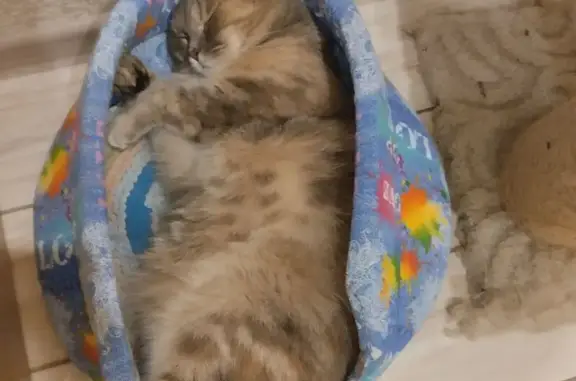 Пропала кошка Девочка, коттеджный поселок Лазурный (rl1194447) - photo