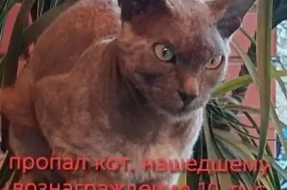 Кошки потеряшки, Орск, фото: Потеряшка кошка, улица Чекалина, 24, Орск — полу сфинкс, голое пузо