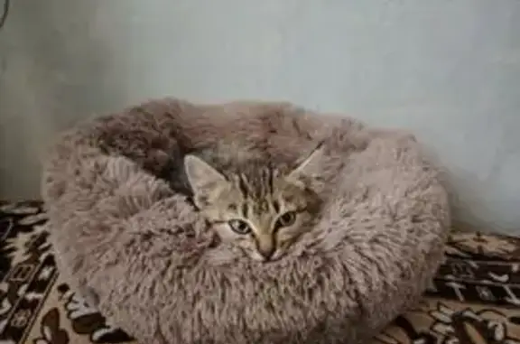 Найдена кошка, улица Энгельса, 107, городской округ Курск — плачущий котёнок - photo