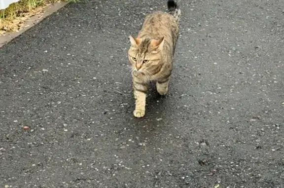 Найдена кошка, Пригородный, фото: Найдена кошка, Нежинская улица, Пригородный — ходит возле дома, боится