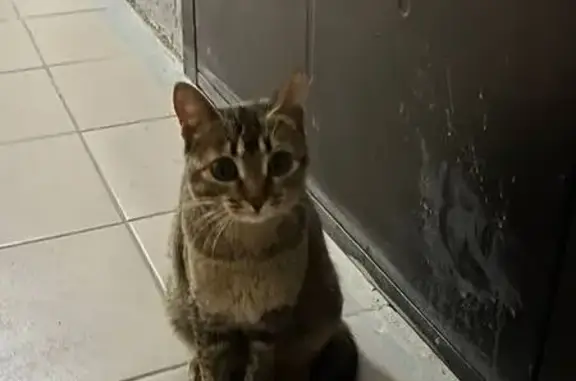 Найдена кошка, Оренбург, фото: Найдена кошка, Салмышская улица, 68/2, Оренбург — серо-коричневая, игривая и ласковая