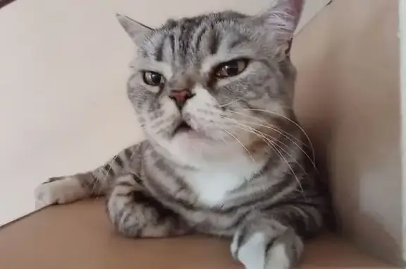 Кошки потеряшки, Витязево, фото: Потеряшка кошка, Объездная улица, 33А, Витязево — полосатая британка, 9 лет