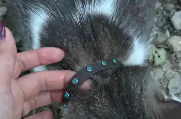 Найдена кошка, Краснодар, фото: Найдена кошка, Коллекторная улица, 9, Краснодар — с ошейником, без адресника