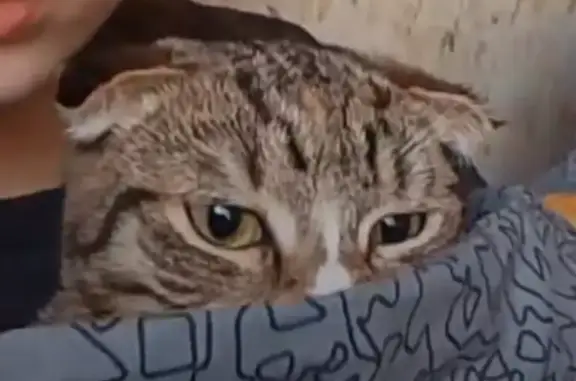 Пропала кошка, Советская улица, 8, Новые Горки — вислоухая, серая с чёрными и рыжими окрасками - photo