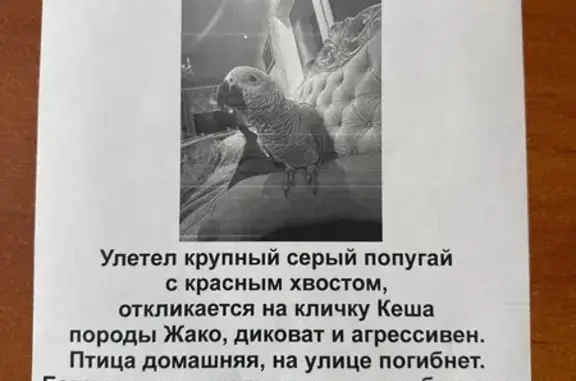 Пропала птица, улица Возрождения, 12, Тамань - photo