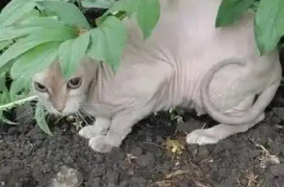 Кошки потеряшки, Ульяновск, фото: Потеряшка кошка, Фруктовая улица, 1, Ульяновск