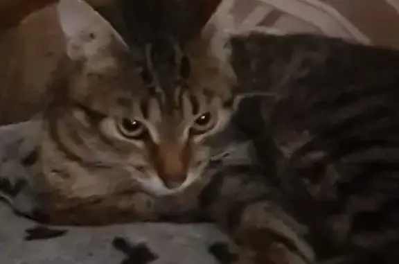 Пропала кошка, Западная улица, 55, Славянское городское поселение, Славянское — очень боится улицы - photo